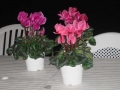 Plantas de flor en maceta de cyclamen persicum o violeta de persia disponibles todo el año en inGreen vivero mayorista