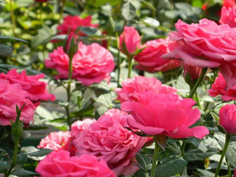 Rosas en maceta Star Roses®