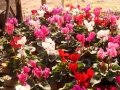 Plantas de flor en maceta de cyclamen persicum o violeta de persia disponibles todo el año en inGreen vivero mayorista