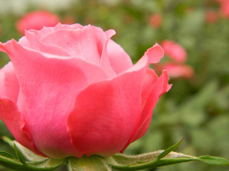 Rosas en maceta Star Roses®