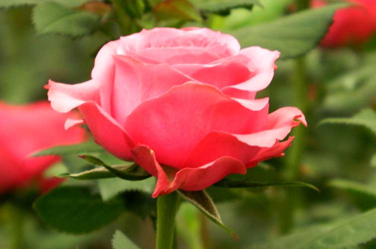 Rosa en maceta Star Roses